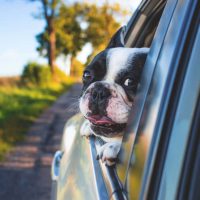 Preparation List for Travelling with Dogs on Road Trips