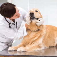 5 Easy Steps to Maintain the Dental Health of Dogs