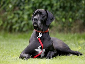 3 Important Tips in Choosing the Most Appropriate Dog Collar