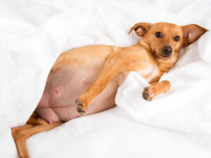 Dog Pregnancy: All You Need to Know