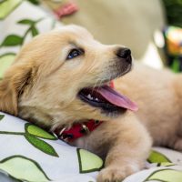 The New Ultimate 20-Point Puppy Checklist