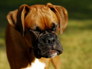 Should I Worry When My Dog Sneezes Continually?