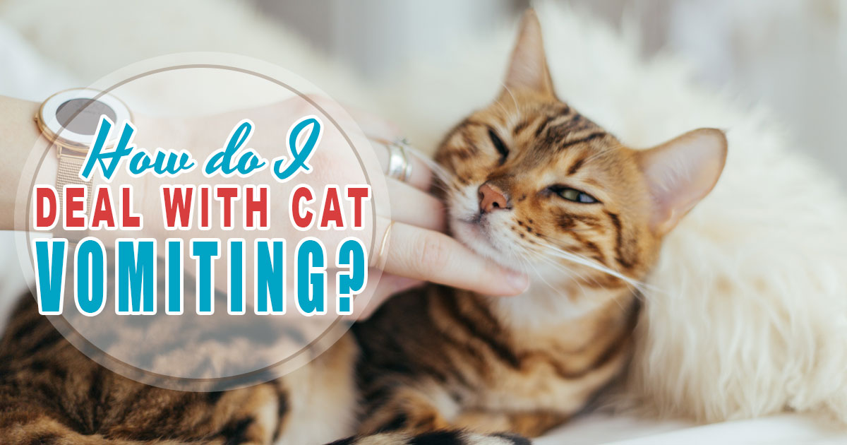 Cat Vomiting When Should I Worry About It? UK Pets