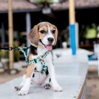 14 Types of Dog Leads and How to Use Them