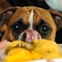 12 Foods Poisonous to Dogs