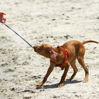 How to Stop Dog from Pulling on Lead