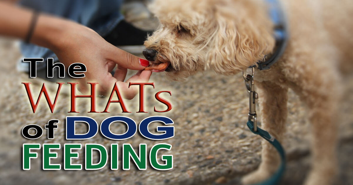 Dog Feeding How Often Should I Do It? UK Pets