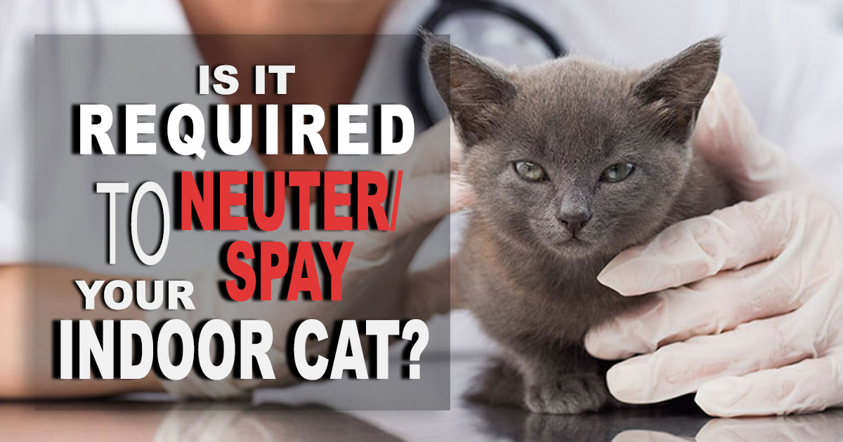 Should You Neuter/Spay Your Indoor Cat? UK Pets