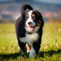 The 8 Large Dog Breeds That Make the Best Pets