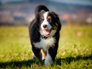 The 8 Large Dog Breeds That Make the Best Pets