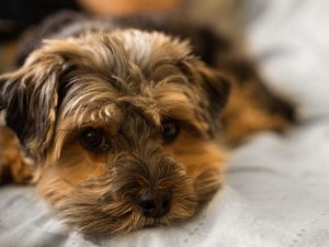 Dog Depression: How to Know and What You Can Do to Help Your Pet