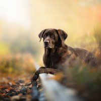 Top of the Pups: Why the Labrador Retriever Is UK’s Most Popular Dog