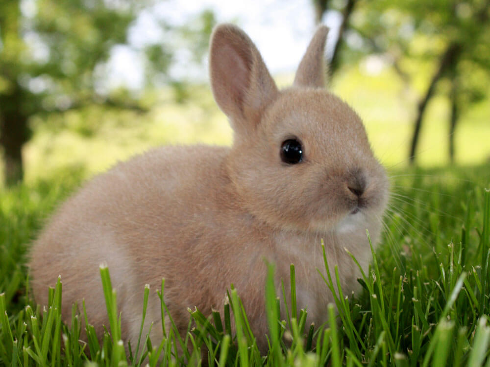 dwarf rabbits pets at home