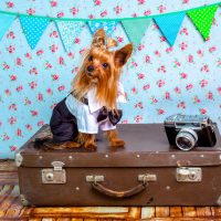 Pet Passport: Most-Asked Questions Answered