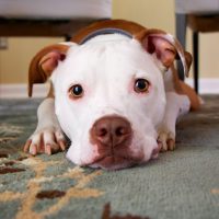 Weela and the Heroic Pit Bulls: 6 Proofs That Pitties Are Superheroes