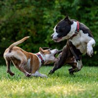 Dogfight: How to Break It Up Safely in Seconds