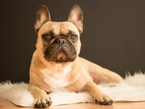 Dog Breeds That Can Better Tolerate Being Home Alone