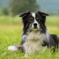 4 Secrets from the World’s Oldest Canines to Help Your Dog Live Longer