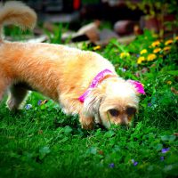 Why Do Dogs Eat Poop?: Answer and Solutions