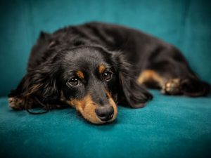 Dog Diabetes: Symptoms and Treatments