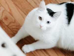 Hyperthyroidism in Cats: Symptoms and Treatments