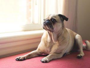 Home Treatments for Dog Constipation