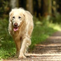 Give Your Old Dog a New Life