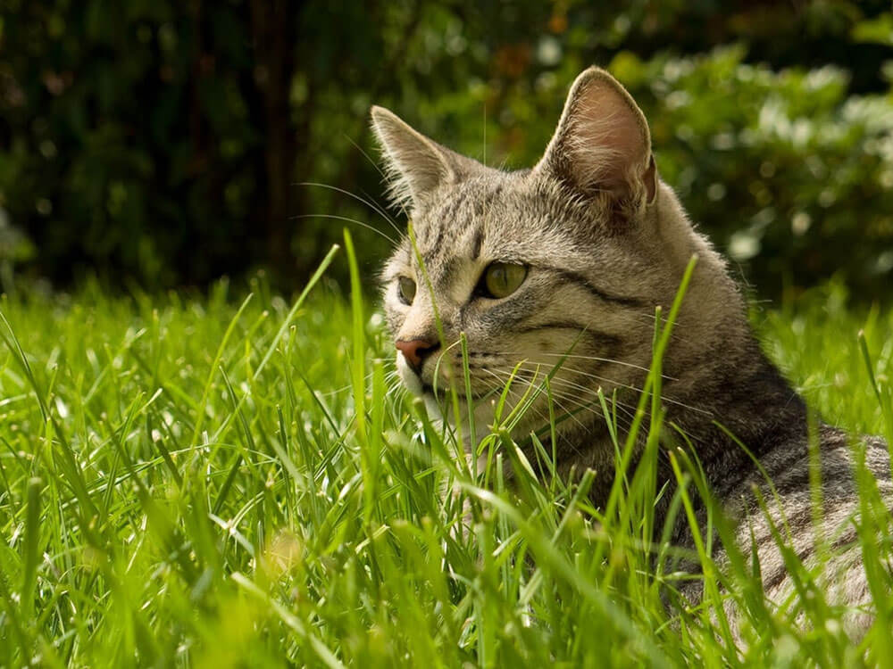 Why Do Cats Eat Grass and Should I Stop Her? | UK Pets