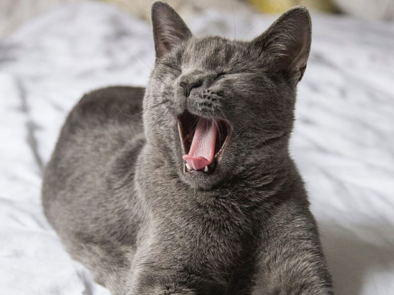 Why Is My Cat Sneezing? UK Pets