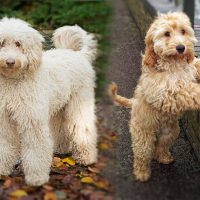 Cockapoo or Labradoodle - Similarities and Differences