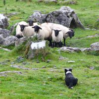 Dog Attacks on Sheep Remain Prevalent Across the UK