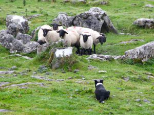 Dog Attacks on Sheep Remain Prevalent Across the UK