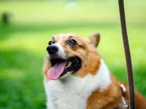 Tips and Tricks for Dog Obedience Training