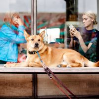 Wetherspoon Bans Dogs in All Pubs Across the UK