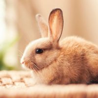Is Your Rabbit Sneezing? Here’s Why and What to Do