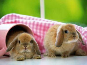Are Rabbits Good Pets at Home?