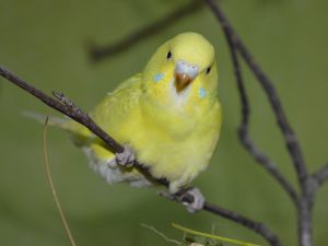 Beginner’s Guide to Having Budgies as Pets