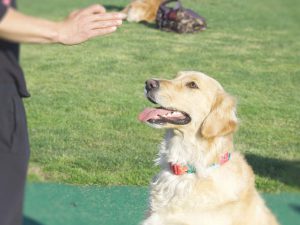 Teaching Your Dog the 5 Must-Know Dog Commands