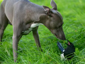 Unlikely Animal Friendships: Magpie and Whippet