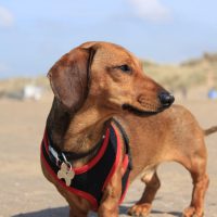 A Brief Guide of The Miniature Dachshund Breed