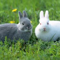 Everything You Need to Know About Neutering or Spaying Your Rabbits