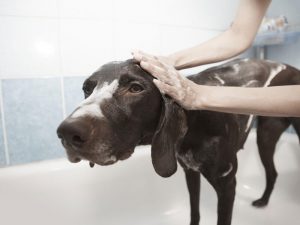 Nasty-Free Home-Made Dog Shampoo Recipes