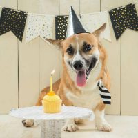 Homemade Dog Birthday Cake Ideas