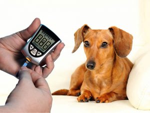 Death Sentence Handed to 1 in 10 Pets After Being Diagnosed with Diabetes