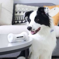 Essential Tools and Gadgets for Dog Training