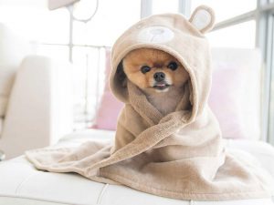 The Most Famous Dogs in the World of Social Media