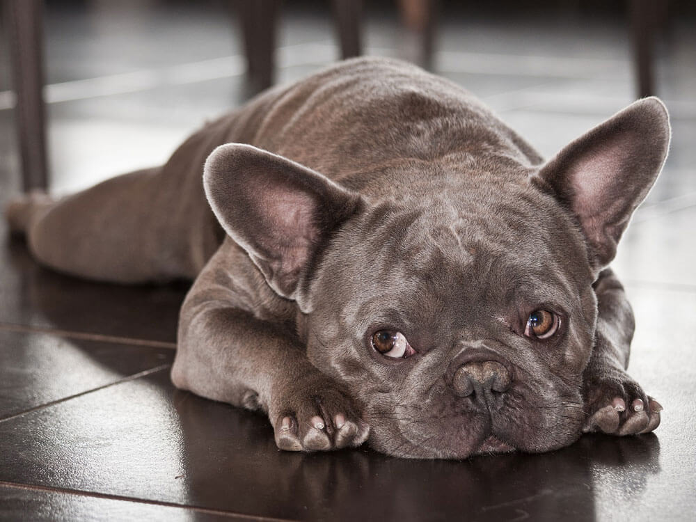 are french bulldogs healthy