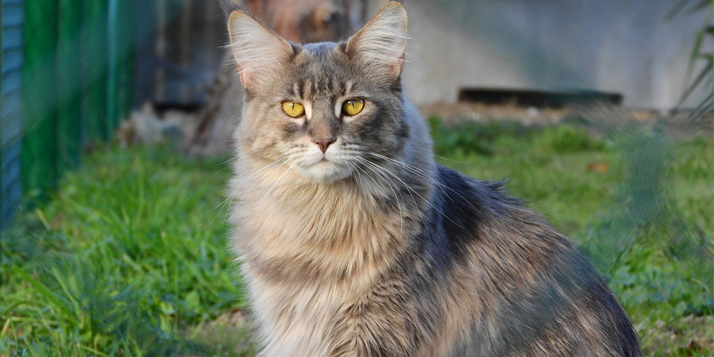 How much is a gray Maine Coon?