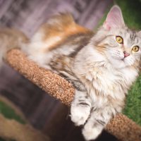 Are Maine Coon Cats Good Family Pets?