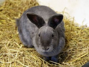 How to Litter-Train a Rabbit: A Step-by-Step Guide